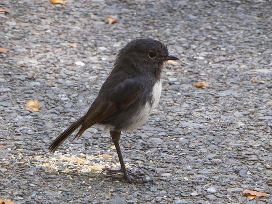 New Zealand Robin... Suesser Vogel...