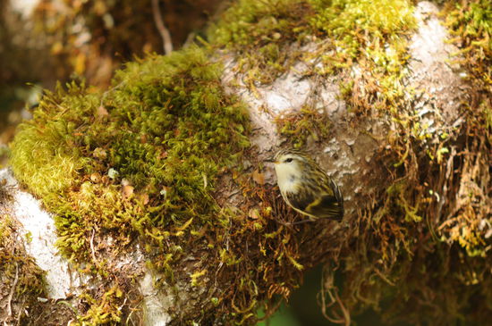 Kleinster Vogel Neuseelands / Rifleman 6-7 gramm und ausgewachsen bis maximum 8cm lang