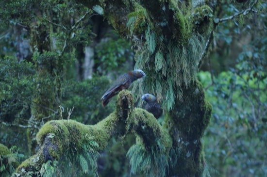 Kaka (Papageienart nur in Neuseeland vorhanden und sehr rar) 
Leider waren wir fuer diese Voegel nicht genuegend gut vorbereitet und die Fotos sind sehr spaehrlich... Aber wir haben Sie gesehen und Nicole hat am Pullover auch noch ein bisschen Vogelscheisse als Souvenier... 