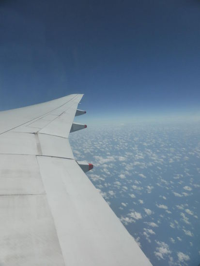 die ersten Schäfchen von Neuseeland.....