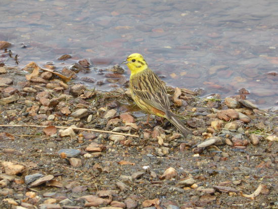 Yellowhead - woher dieser Name wohl kommt?