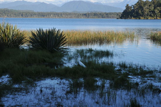 White Herons am Lake Mahinapua