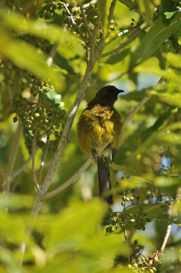 Bellbird