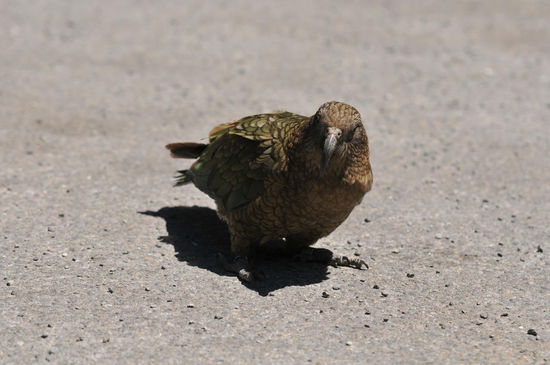 Kea