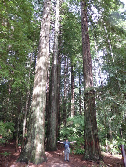 Grosser Cyril, noch grössere Bäume