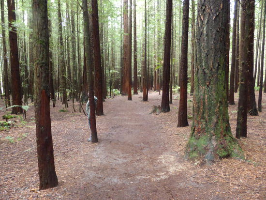 Verstecken im Redwood Wald war echt hard... 