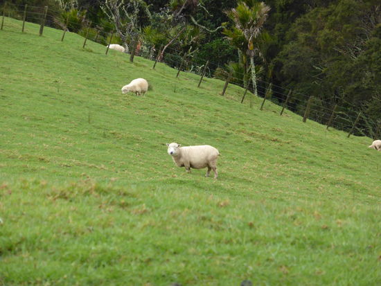 Er hat auch keinen trockenen Unterstand abgekriegt