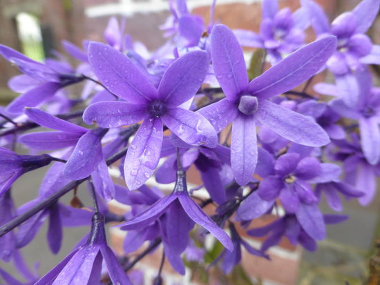 Wintergarten Auckland