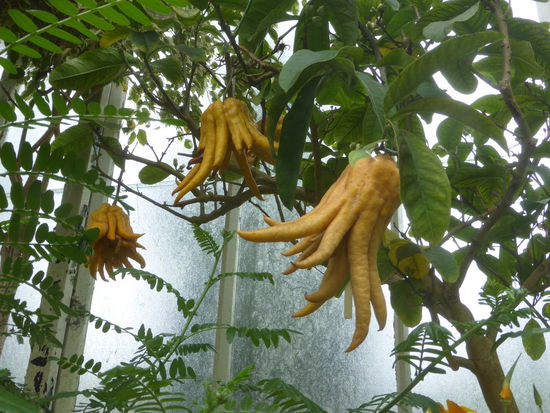 Zitrusfrucht, wird auch Buddhas Hand genannt...