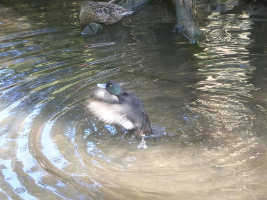 Ente gut, alles gut...