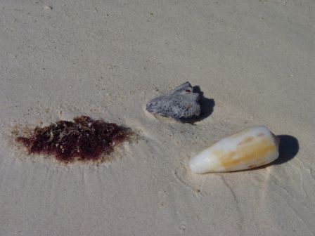 Strandschoenheiten