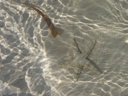 Flachwasser-Schoenheit