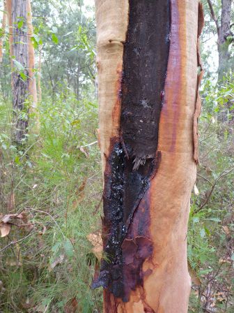 Hier wird klar, warum Eukalyptusbäume in Australien "gum trees" (Gummibäume) heißen.
