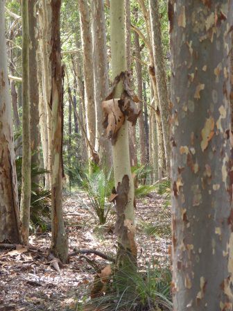 Es gibt sehr viele unterschiedliche Arten von "gum trees". Einige werfen von Zeit zu Zeit ihre trockene Rinde ab, um sich vor den zum Teil verheerenden Bush-Feuern zu schützen.