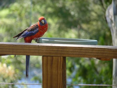 Rat mal, wer zum Essen kommt. Das ist ein Crimson Rosella.