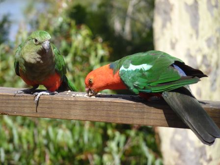 Hier sehen wir Herrn und Frau Königspapagei (King Parrot).