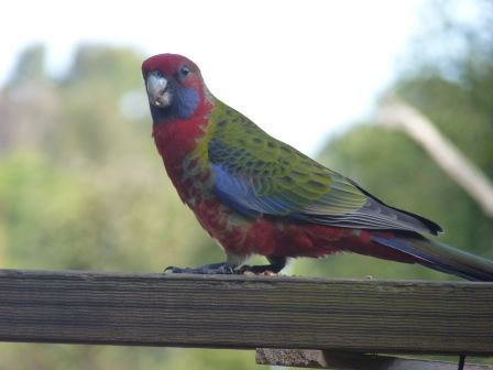 Und hier haben wir einen Eastern Rosella.