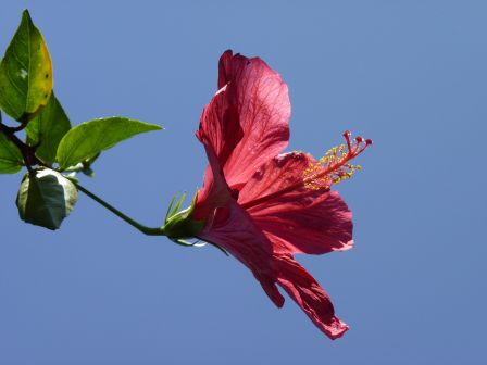 Wir haben spektakulär blauen Himmel und der Riesen-Hibiscus verzaubert.
