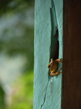 Der wohnte tagsüber in einem unserer Terrassenpfeiler.