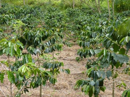 Kaffee-Plantage.