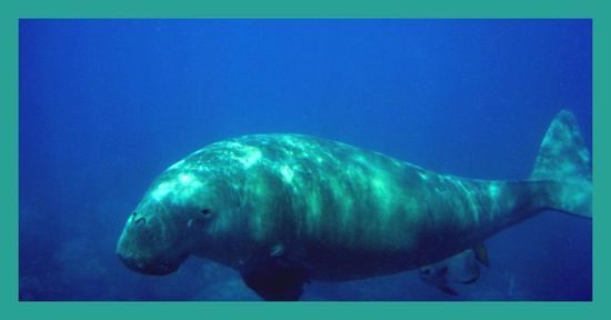 Die Unterwasserwelt der Andamanen.