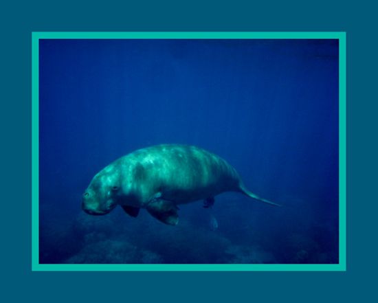 Die Unterwasserwelt der Andamanen.