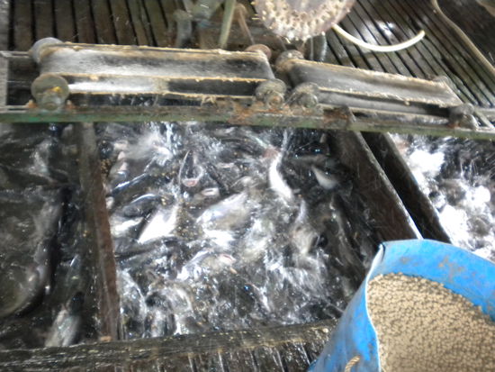 100 000 Fische pro Becken (14x10 m)