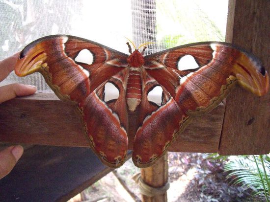 Very Big Butterfly