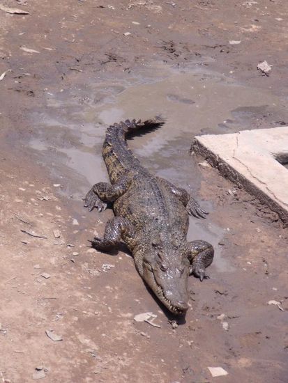 ...und grosses Croco