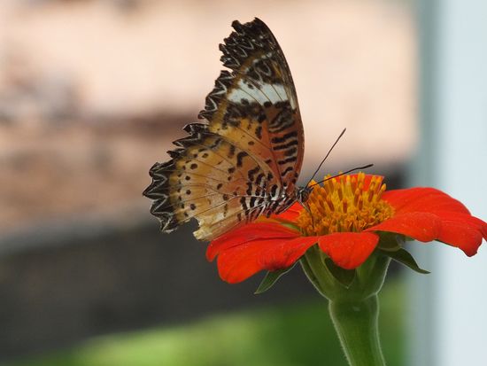 ABC - Angkor Butterfly Center