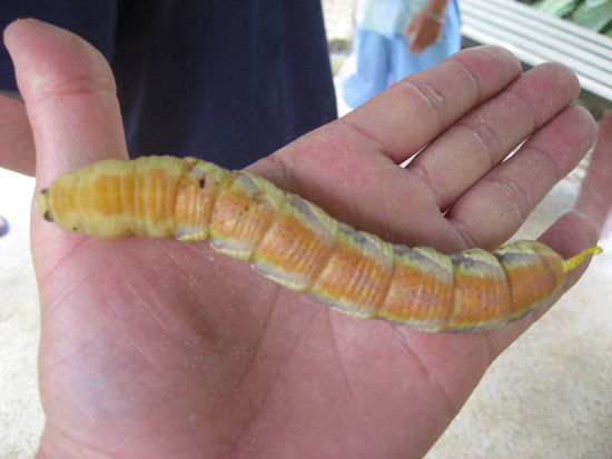 Was für ein Schmetterling wird das???