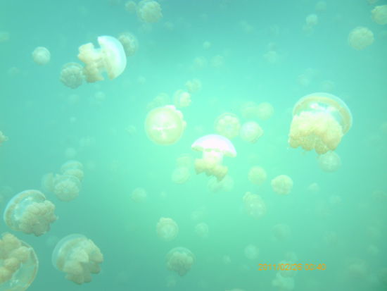 Jelly Fish Lake