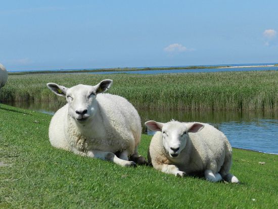 "den Rasen haben wir selbst gemäääääht "
