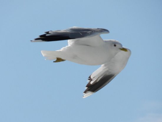 Herbs bestes Möwenpicture