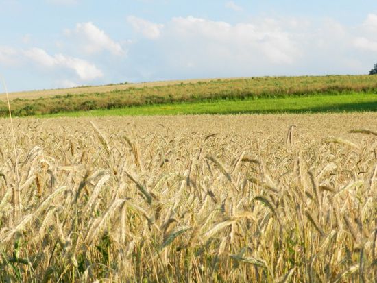 Natur pur in Boxthal