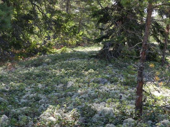 Heimat der Feen und Kobolde