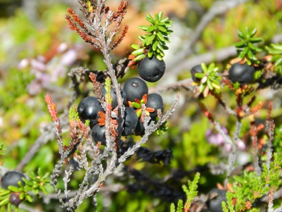 sehr verlockend, aber wir traun uns nicht