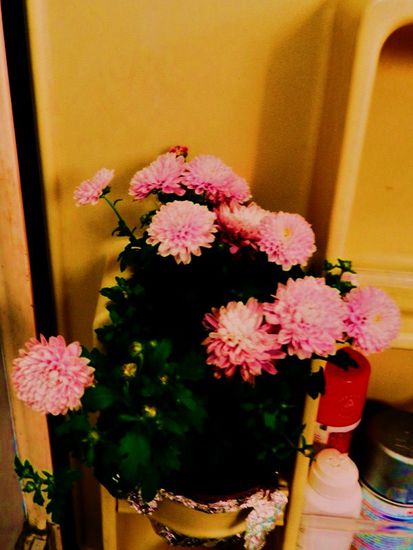 und unser´m Blümmche geht´s ach prächtig