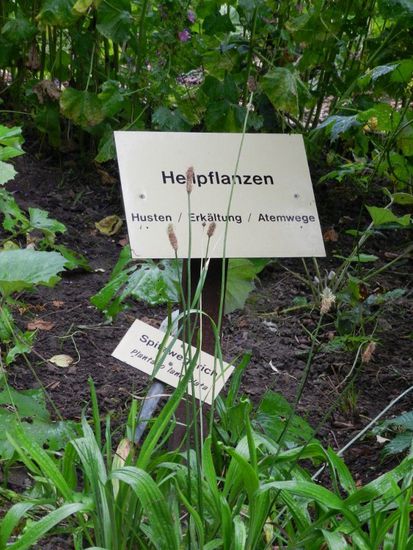 ein winziger Teil des Hexenkräutergartens