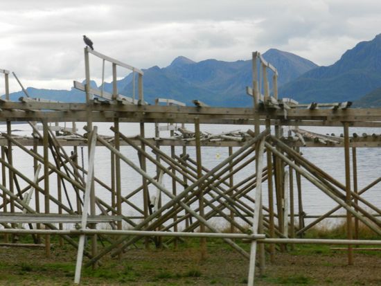 Die hängen im Winter alle voll mit Fisch.. STOCKFISCH