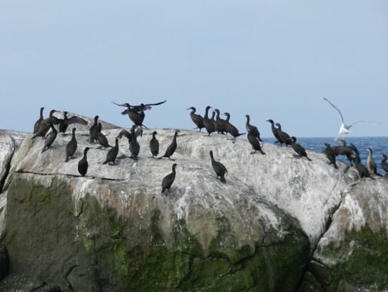 auf der Vogelinsel.. die Papageientaucher haben die Insel leider schon verlassen 