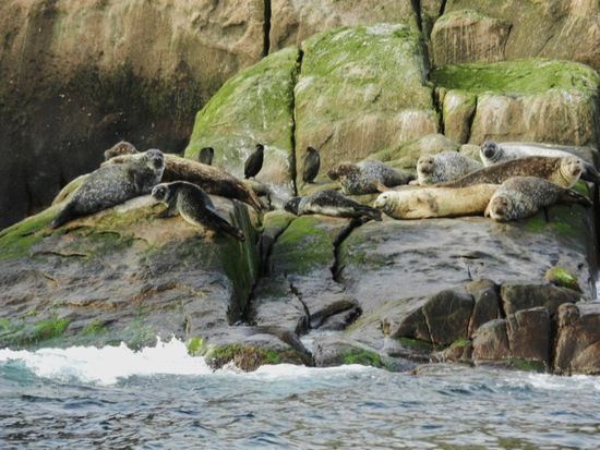 aber dafür gibt´s noch jede Menge Seehunde