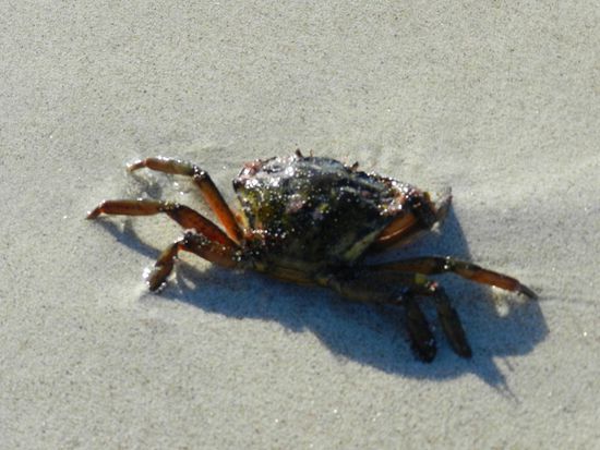 so viel Leben in der kalten Flut