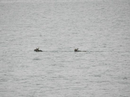 da schwimmen sie die 2 Könige der Wälder