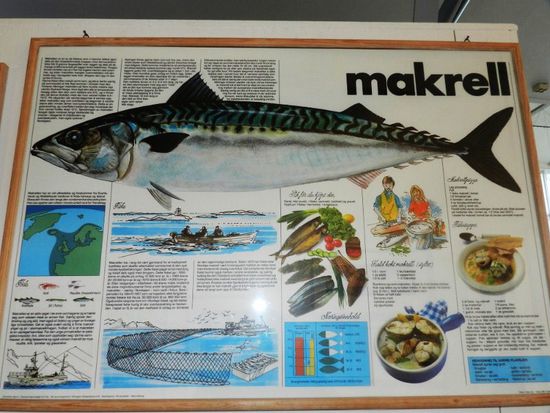 Beschreibung der Fische inkl. Zubereitungsvorschläge