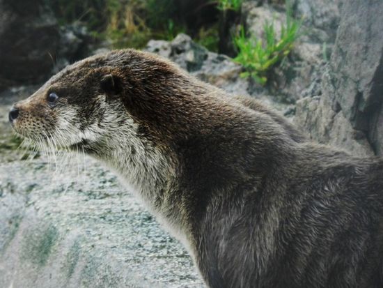 der Otter