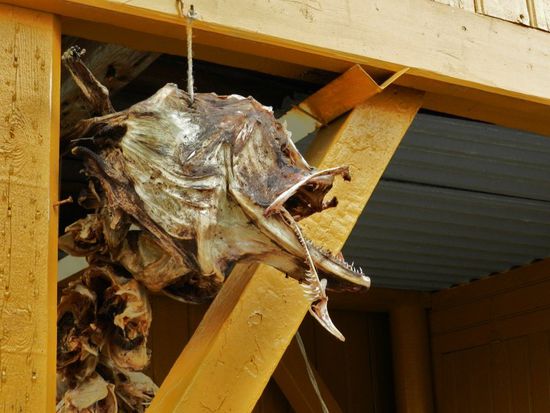 ...vorbei an geköpften Fischen