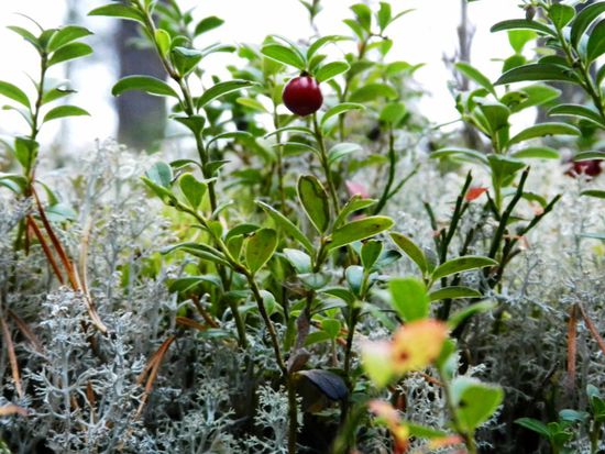 die gemeine Vogelbeere