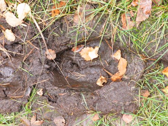 das könnte er sein der Elk