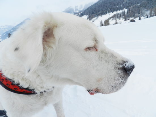 gut getarnt ist halb versteckt